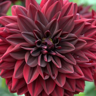 DAHLIA DECORATIVE Arabian Night