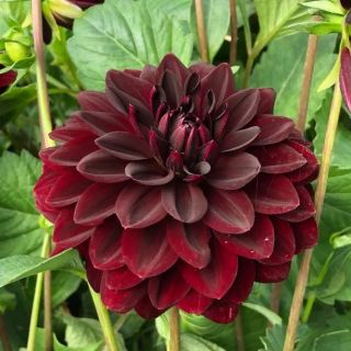 DAHLIA DECORATIVE Arabian Night