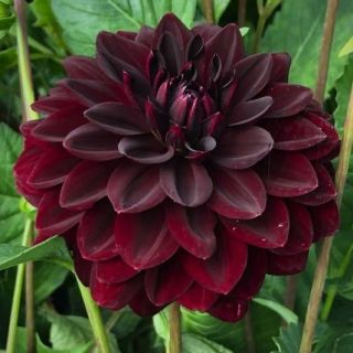 DAHLIA DECORATIVE Arabian Night