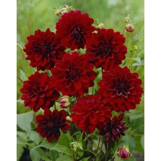 DAHLIA DECORATIVE Arabian Night