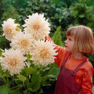 DAHLIA Едроцветна Cafe au Lait