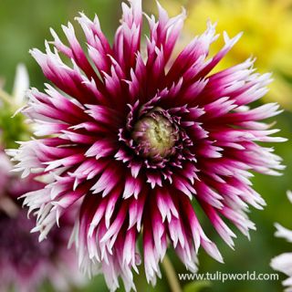 DAHLIA FRINGED Alauna Clair Obscur