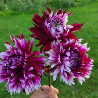 DAHLIA FRINGED Alauna Clair Obscur