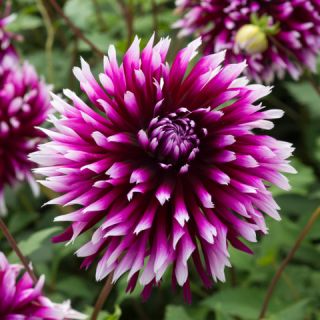 DAHLIA FRINGED Alauna Clair Obscur