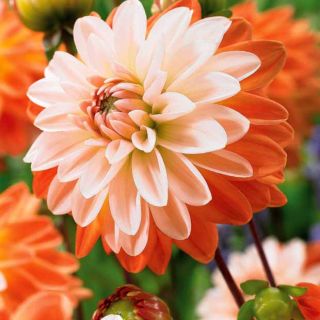 DAHLIA DECORATIVE Coup de Soleil