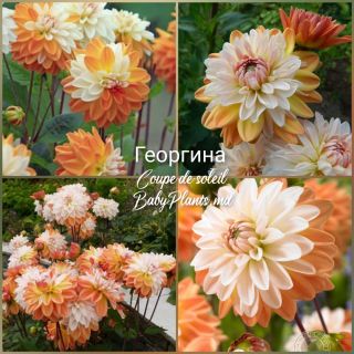 DAHLIA DECORATIVE Coup de Soleil