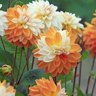 DAHLIA DECORATIVE Coup de Soleil