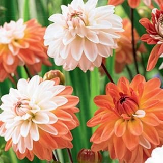 DAHLIA DECORATIVE Coup de Soleil