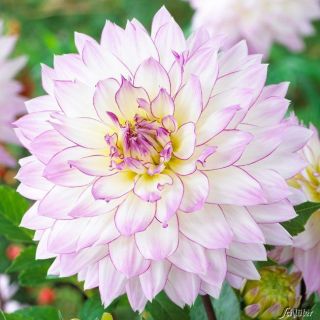 DAHLIA DECORATIVE Crazy Love