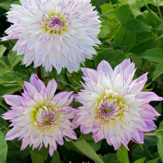 DAHLIA DECORATIVE Crazy Love