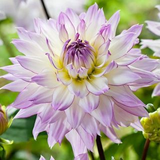 DAHLIA DECORATIVE Crazy Love