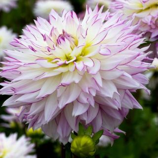 DAHLIA DECORATIVE Crazy Love