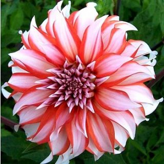 DAHLIA DECORATIVE Dolly H