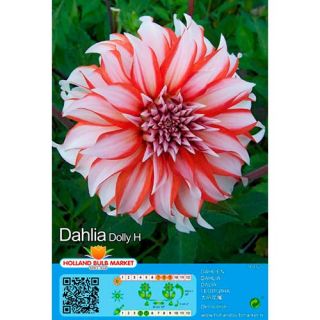 DAHLIA DECORATIVE Dolly H