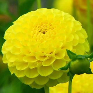 DAHLIA Pompon Deepest yellow