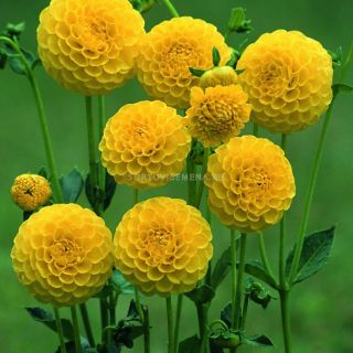 DAHLIA Pompon Deepest yellow