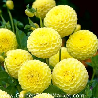 DAHLIA Pompon Deepest yellow