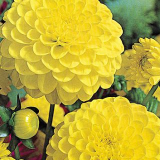 DAHLIA Pompon Deepest yellow