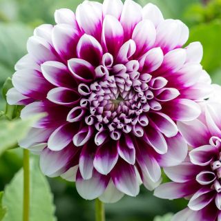 DAHLIA DECORATIVE Edinburgh