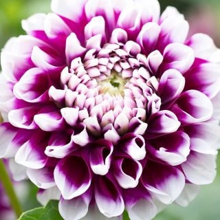 DAHLIA DECORATIVE Edinburgh