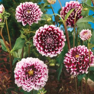 DAHLIA DECORATIVE Edinburgh