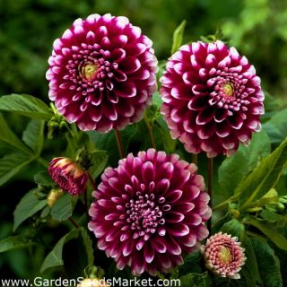 DAHLIA DECORATIVE Edinburgh