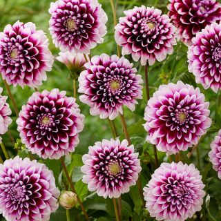 DAHLIA DECORATIVE Edinburgh