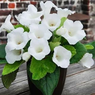 Комплект 10бр .GLOXINIA /Каменно цвете/