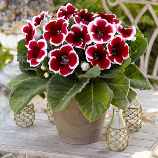 Gloxinia/каменно цвете/ KAISER FRIEDRICH