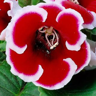 Gloxinia/каменно цвете/ KAISER FRIEDRICH