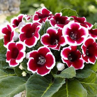 Комплект 10бр .GLOXINIA /Каменно цвете/