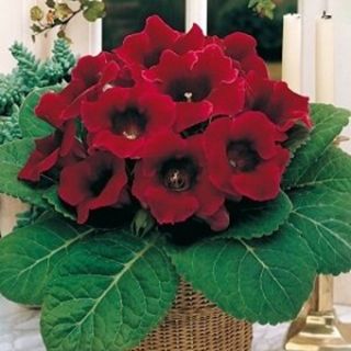 Gloxinia/каменно цвете/ROI DES ROUGES