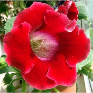 Gloxinia/каменно цвете/ROI DES ROUGES