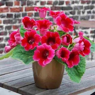 Gloxinia/каменно цвете/ROI DES ROUGES