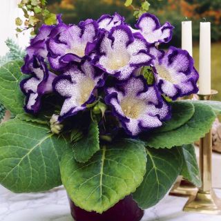 Комплект 10бр .GLOXINIA /Каменно цвете/