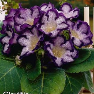 Gloxinia/каменно цвете/TIGRINA BLUE