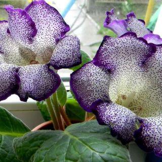 Gloxinia/каменно цвете/TIGRINA BLUE