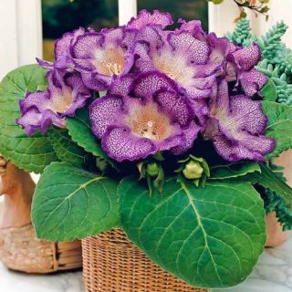 Gloxinia/каменно цвете/TIGRINA BLUE