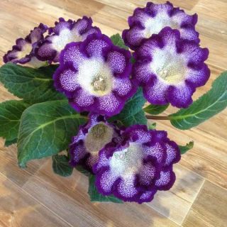 Gloxinia/каменно цвете/TIGRINA BLUE