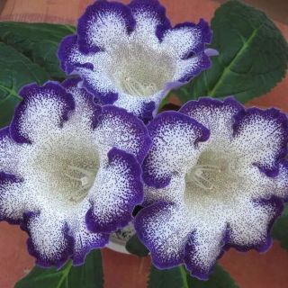 Gloxinia/каменно цвете/TIGRINA BLUE