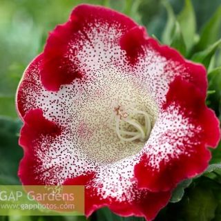 Gloxinia/каменно цвете/TIGRINA RED