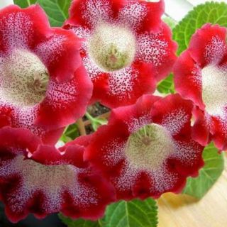 Комплект 10бр .GLOXINIA /Каменно цвете/