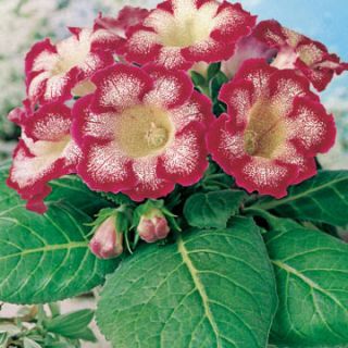 Gloxinia/каменно цвете/TIGRINA RED