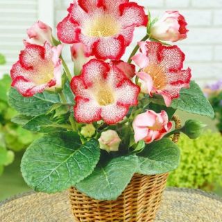 Gloxinia/каменно цвете/TIGRINA RED