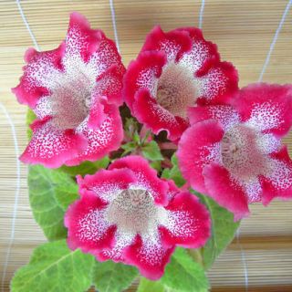 Gloxinia/каменно цвете/TIGRINA RED