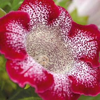 Gloxinia/каменно цвете/TIGRINA RED