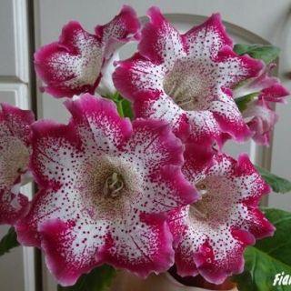 Gloxinia/каменно цвете/TIGRINA RED