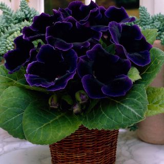 Gloxinia/каменно цвете/VIOLACEAE