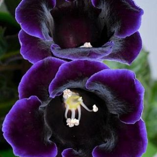 Gloxinia/каменно цвете/VIOLACEAE