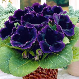 Gloxinia/каменно цвете/VIOLACEAE